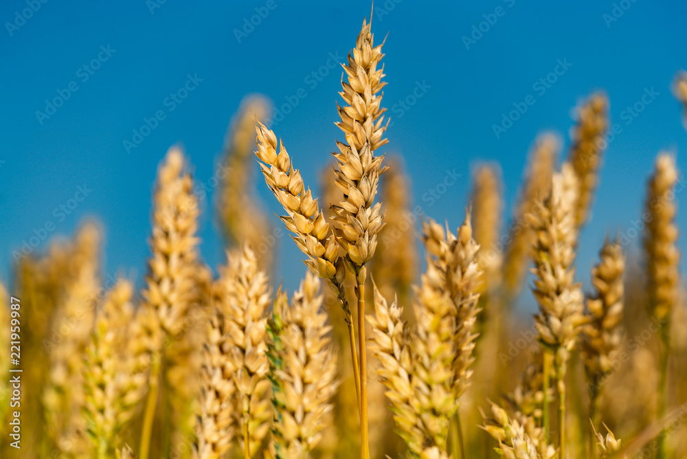 stalks of ripe wheat grow in the field on the background of blue sky. Close-up