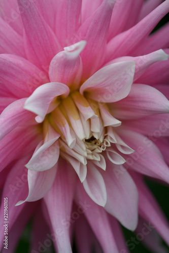 Fototapeta Naklejka Na Ścianę i Meble -  Closeup of a pink purple dahlia flower
