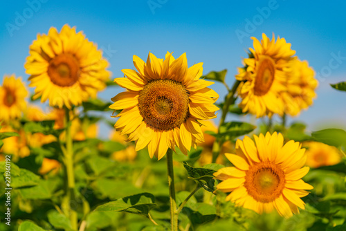 field of sunflowers blooms in the summer outside the city. Close-up