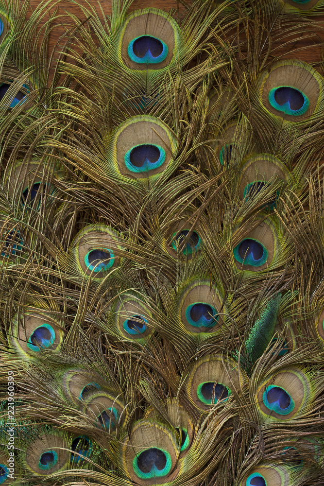 Fototapeta premium peacock feathers background