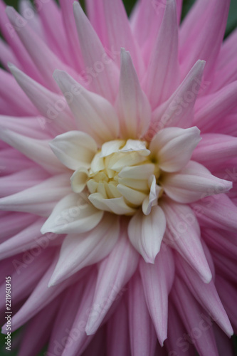 Fototapeta Naklejka Na Ścianę i Meble -  Closeup of a pink pastel colored dahlia flower
