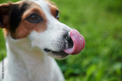 Funny Jack Russell licking his nose with pink tongue in green park outdoor
