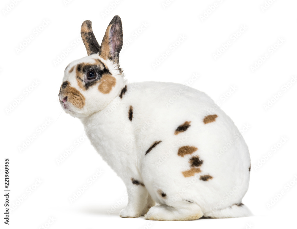 Rex Dalmatian Rabbit, sitting against white background Rex Dalmatian Rabbit, sitting against white background