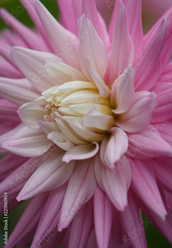 Fototapeta Naklejka Na Ścianę i Meble -  Closeup of a pink pastel colored dahlia flower
