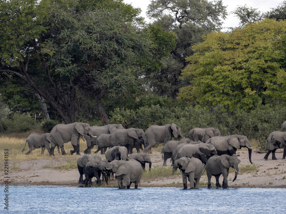 Obraz premium A herd of African elephants at Lake Horseshoe in Bwabwata, Namibia