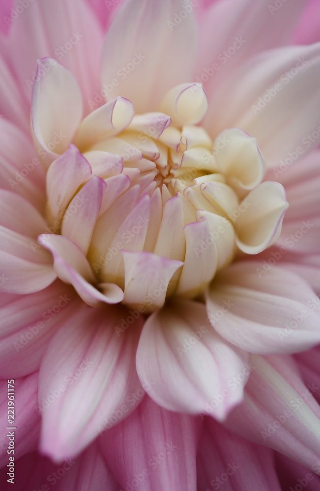 Closeup of a pink pastel colored dahlia flower
