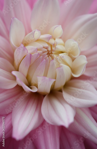 Closeup of a pink pastel colored dahlia flower
