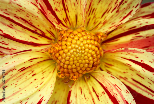 Fototapeta Naklejka Na Ścianę i Meble -  Closeup of a yellow orange red dahlia flower 
