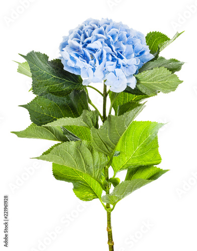 side view of fresh hortensia flower isolated
