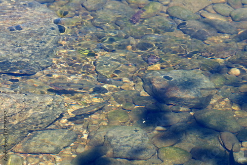 Fish in water © Simun Ascic