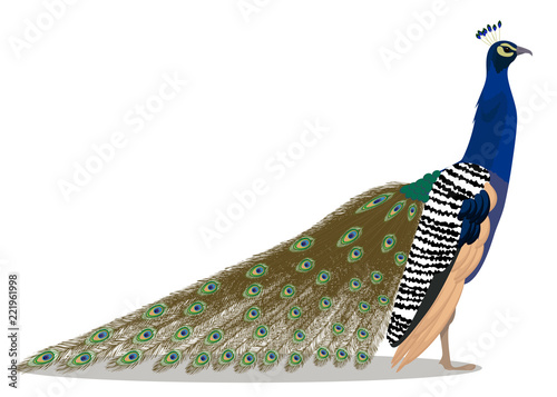 Indian peafowl bird