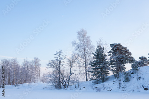 Snowy trees at winter evening