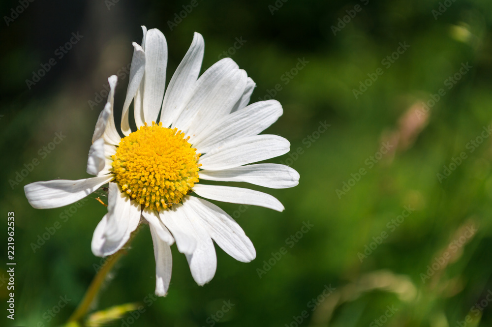 Fototapeta premium Close-up Daisy Bellis Perennis