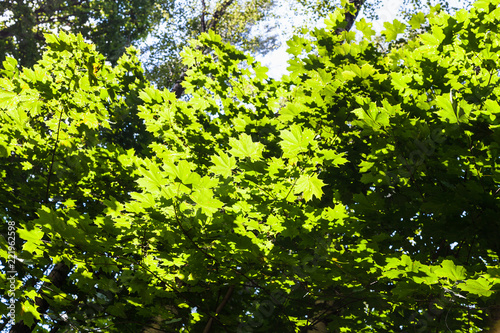 branches of maples illuminated by sun in forest