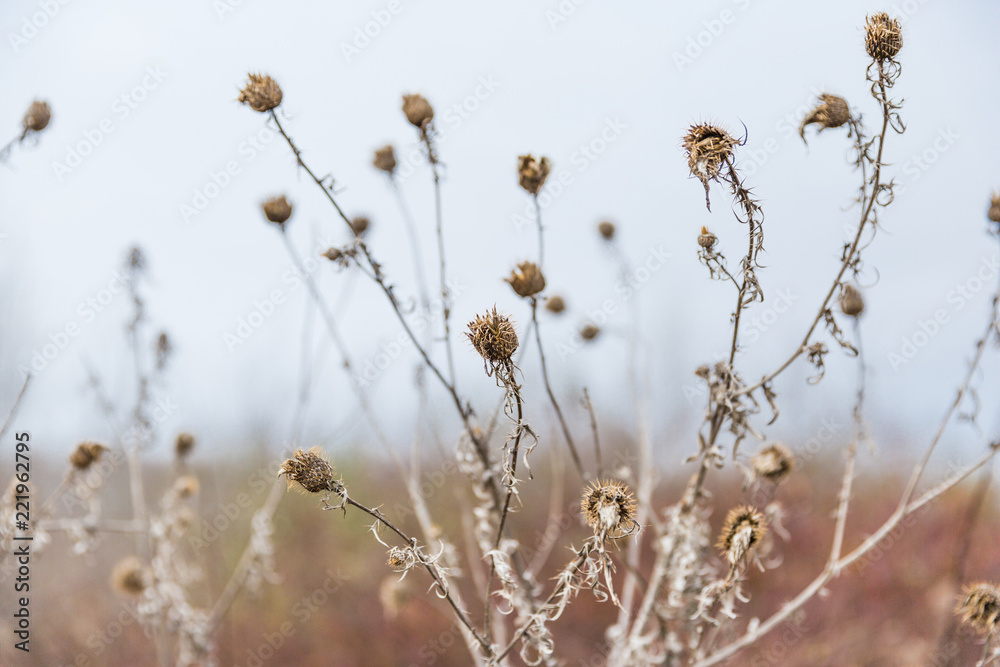 Dried Wild Thistle in Winter in Pastel Colours and Blurred Background. Dried Wild Thistle in Winter in Pastel Colours and Blurred Background.