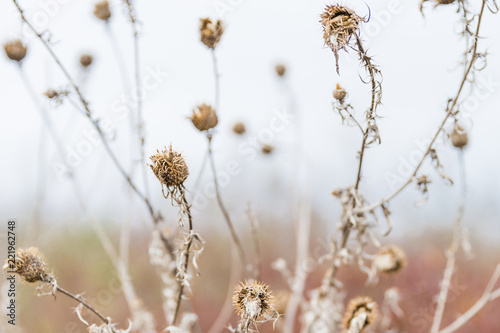 Dried Wild Thistle in Winter in Pastel Colours and Blurred Background.