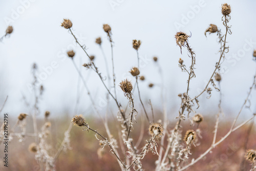 Dried Wild Thistle in Winter in Pastel Colours and Blurred Background.