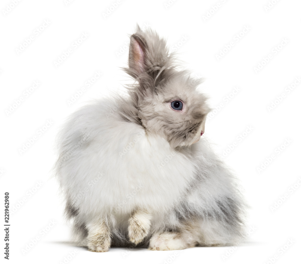 Obraz premium Angora rabbit, sitting against white background