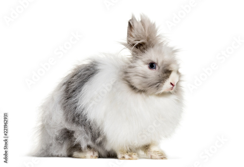 Angora rabbit, sitting against white background