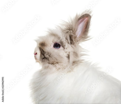 Angora rabbit, close up against white background