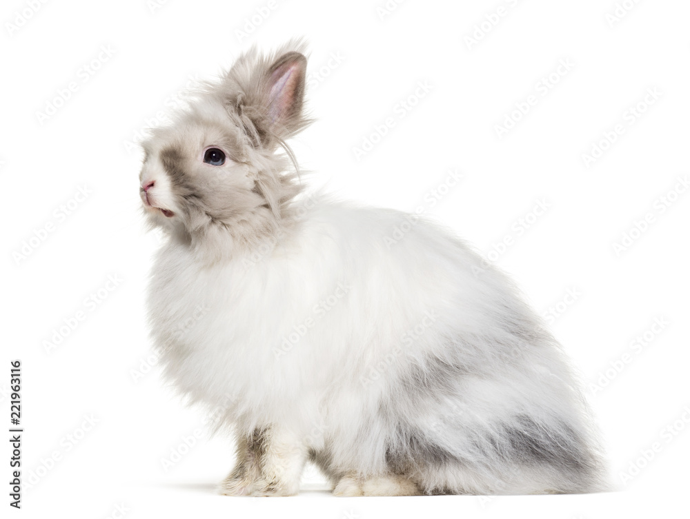 Obraz premium Angora rabbit, sitting against white background