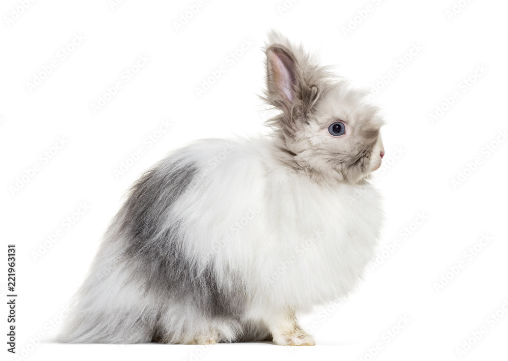 Angora rabbit, sitting against white background Angora rabbit, sitting against white background