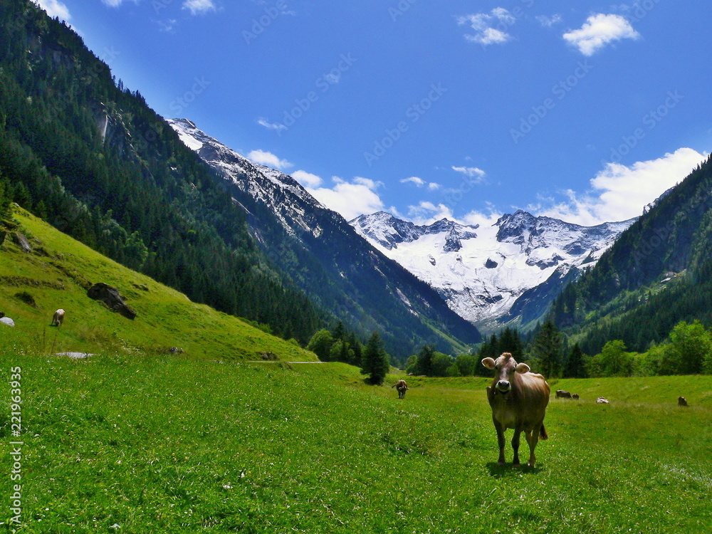 Austrian Alps-outlook on the cow at the pasture in valley Stiluptal