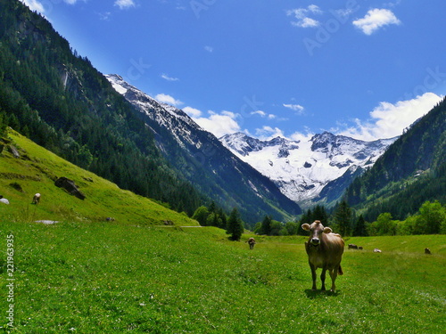 Austrian Alps-outlook on the cow at the pasture in valley Stiluptal