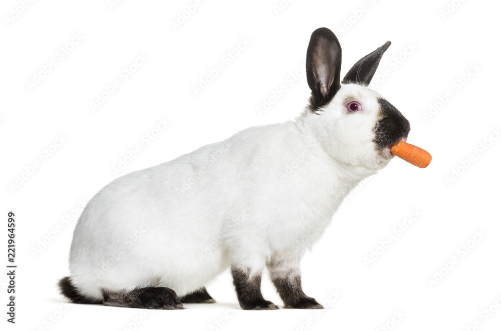 Russian rabbit holding carrot in mouth against white background Stock ...