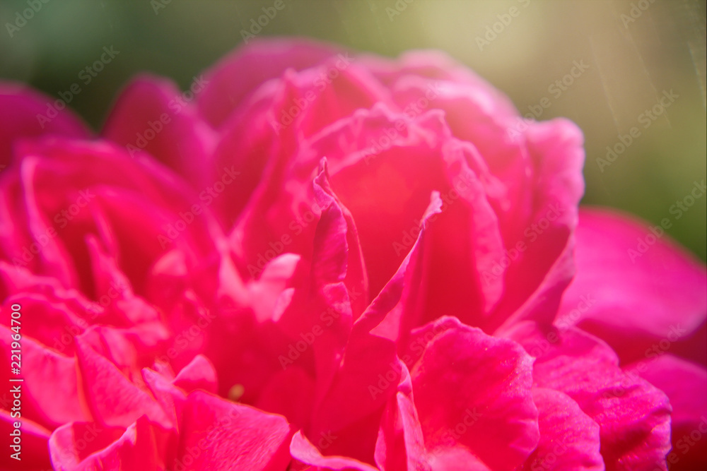 pink damask rose