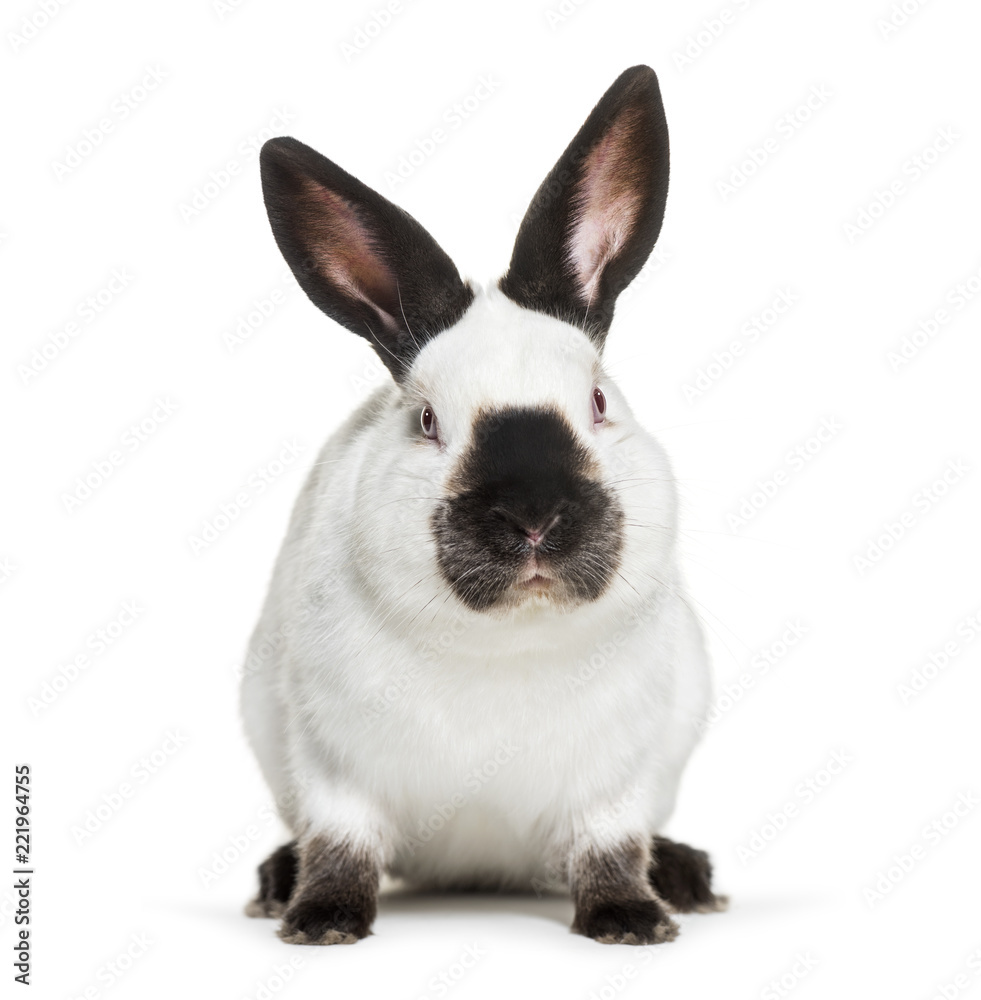 Russian rabbit sitting against white background Russian rabbit sitting against white background