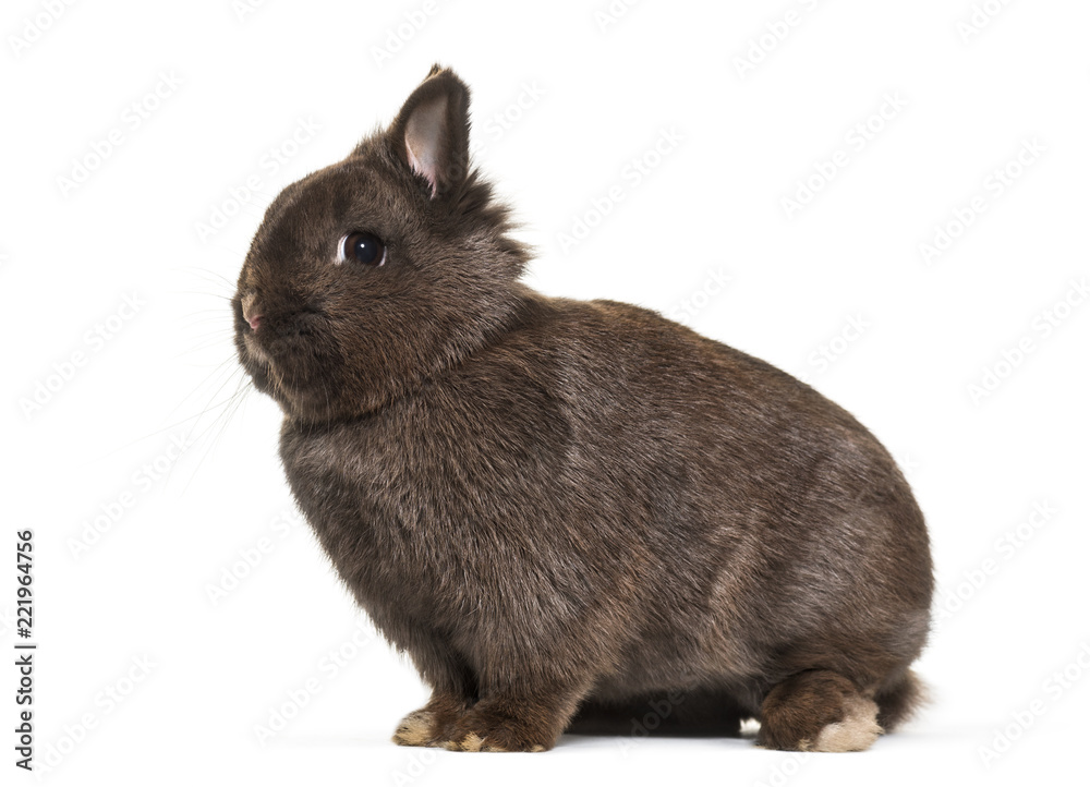 Obraz premium Dwarf rabbit, sitting against white background