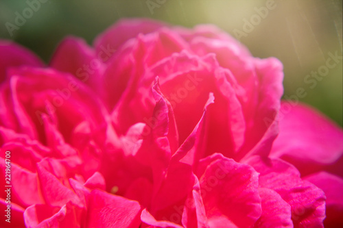 pink damask rose