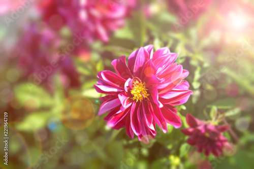 Fototapeta Naklejka Na Ścianę i Meble -  Bright floral background with pink chrysanthemums.