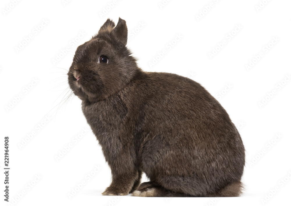 Obraz premium Dwarf rabbit, sitting against white background