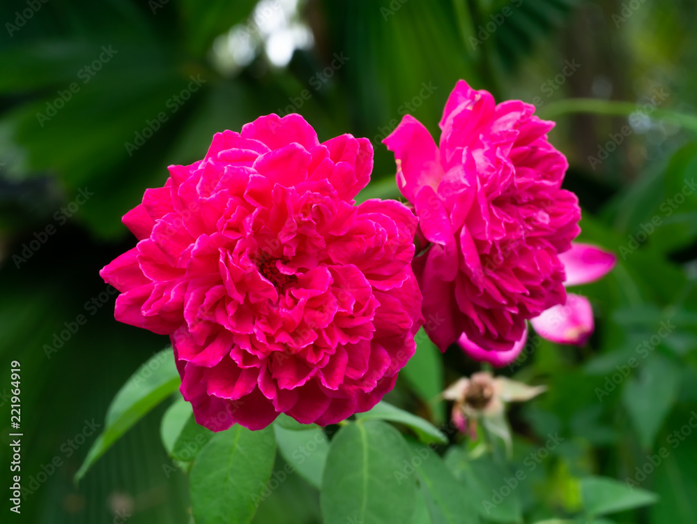 pink damask rose