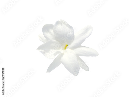 Close up of jasmine flower. © noppharat