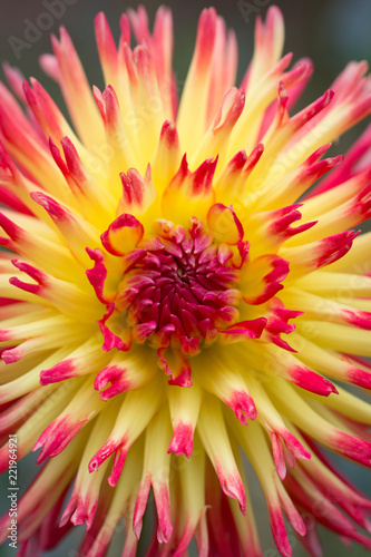 Fototapeta Naklejka Na Ścianę i Meble -  Closeup of a yellow orange red dahlia flower 