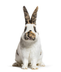 Checkered Giant rabbit is a breed of domestic rabbit that origin