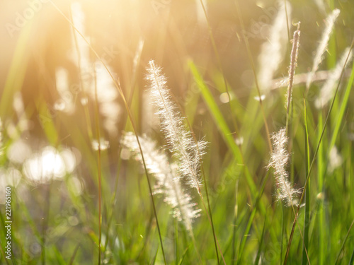 Blady grass with light