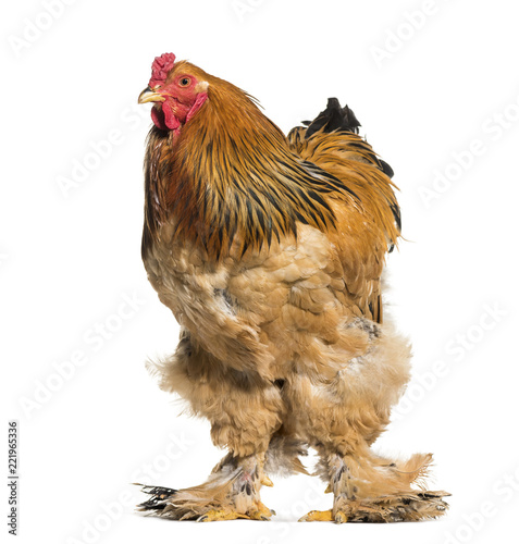 Billede på lærred Brahma Rooster standing against white background