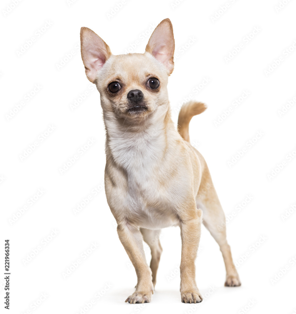 Chihuahua dog, 14 months old, standing against white background