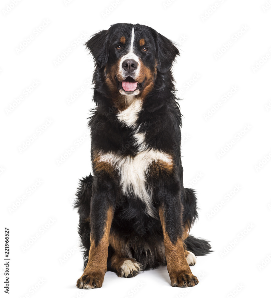 Bernese Mountain Dog, 10 months old, sitting against white backg