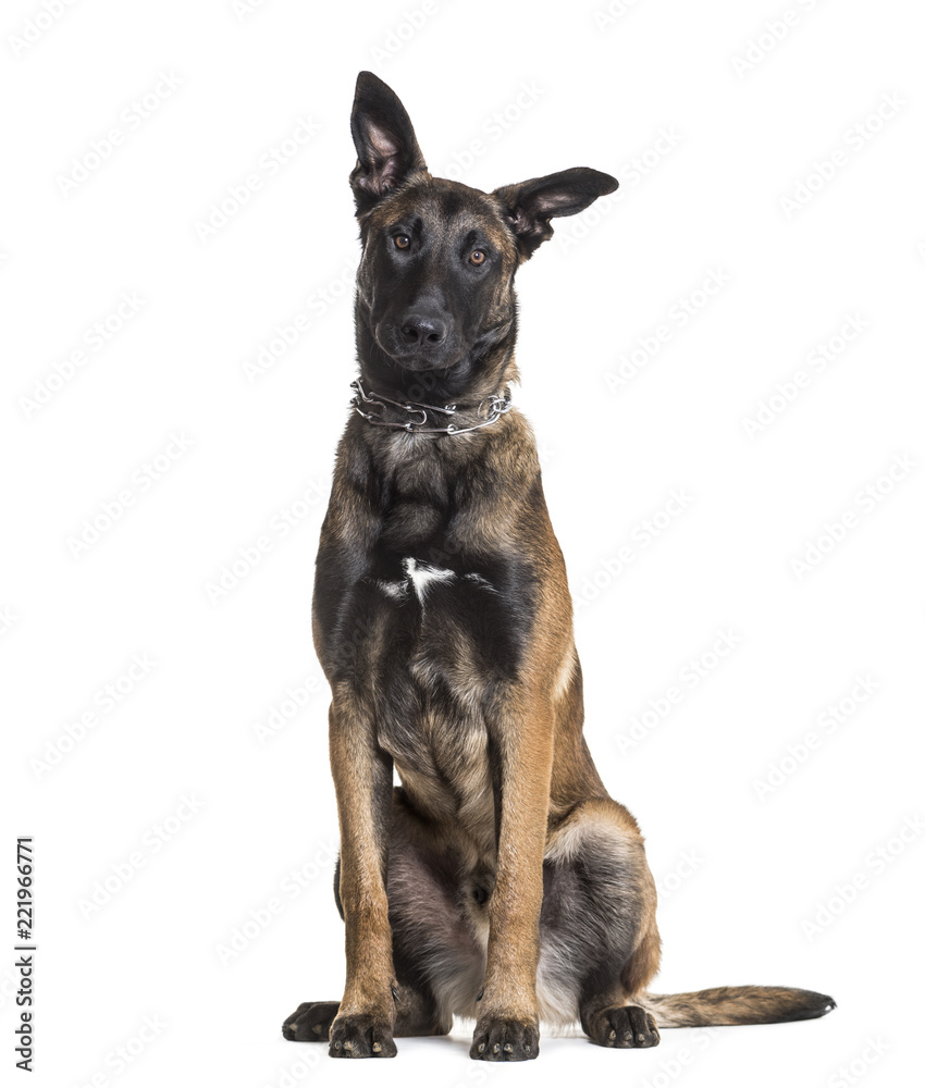 Malinois dog, 7 months old, sitting against white background Malinois dog, 7 months old, sitting against white background