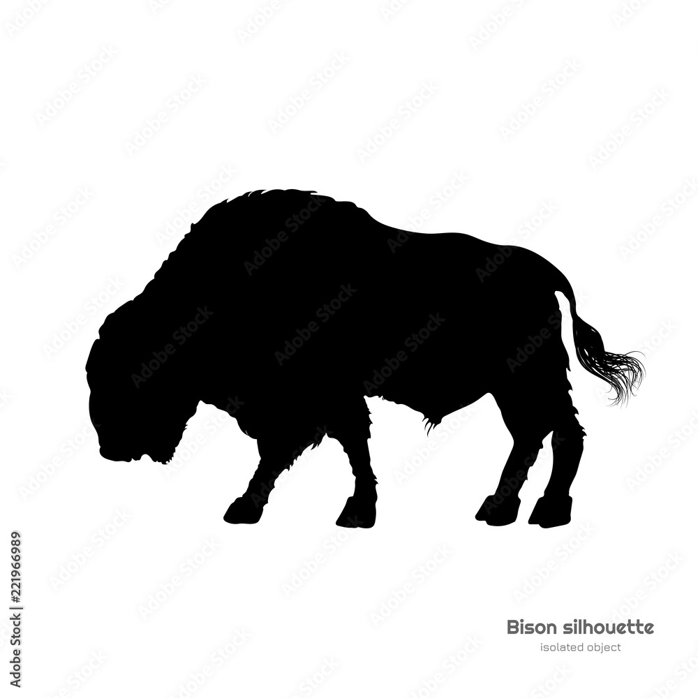 Black silhouette of bison on white background. Buffalo isolated drawing ...