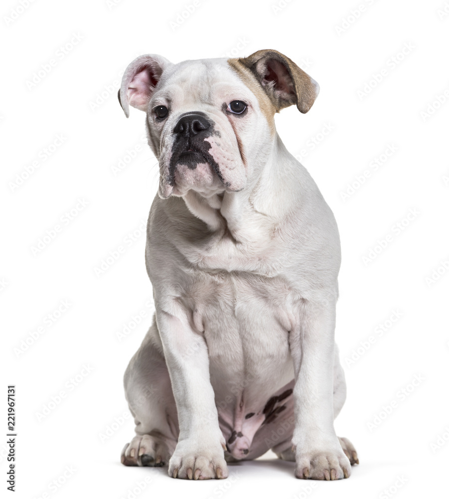 French Bulldog, 5 months old, sitting against white background