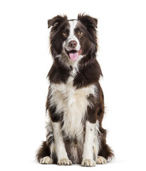 Border Collie dog, 2 years old, sitting against white background