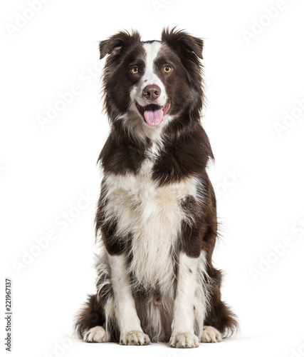 Border Collie dog, 2 years old, sitting against white background