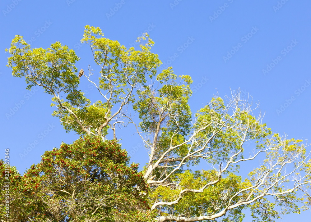 青空をバックに1羽の鳥