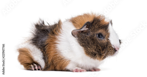 Guinea pig against white background © Eric Isselée